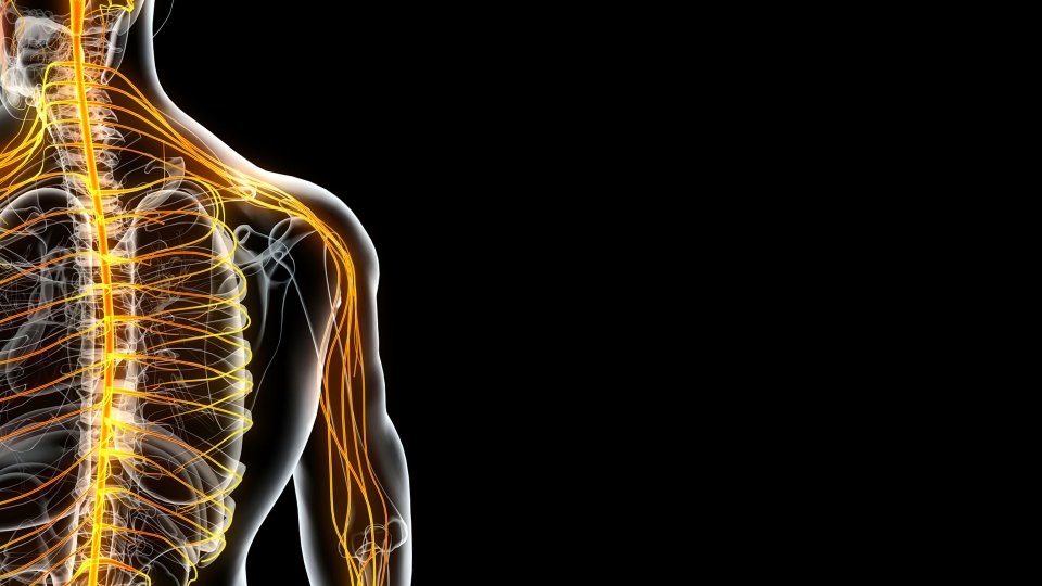 Periferik Sinir Yaralanmaları